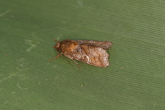 Callopistria mexicana