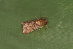 Callopistria mexicana