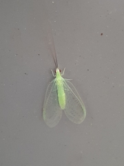 Ceraeochrysa lineaticornis