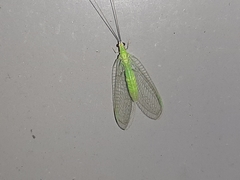 Ceraeochrysa lineaticornis