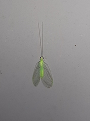 Ceraeochrysa lineaticornis