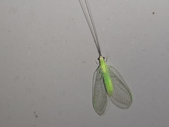 Ceraeochrysa lineaticornis