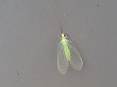 Ceraeochrysa lineaticornis