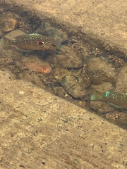 Lepomis peltastes