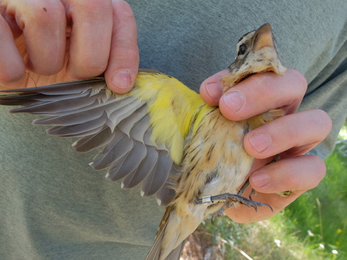 iNaturalist observation photo of Black-headed Grosbeak