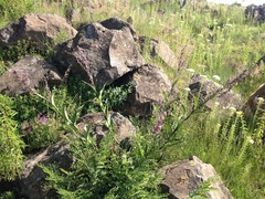 Thyrsanthemum floribundum