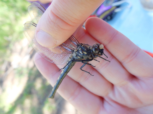 iNaturalist observation photo of Black Petaltail