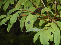 Lonicera nigra