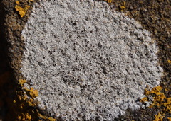 Lecanora campestris