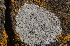 Lecanora campestris