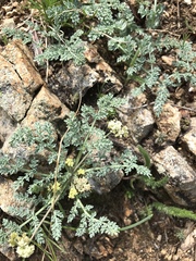 Cymopterus
