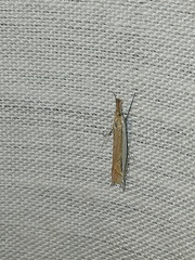 Fernandocrambus