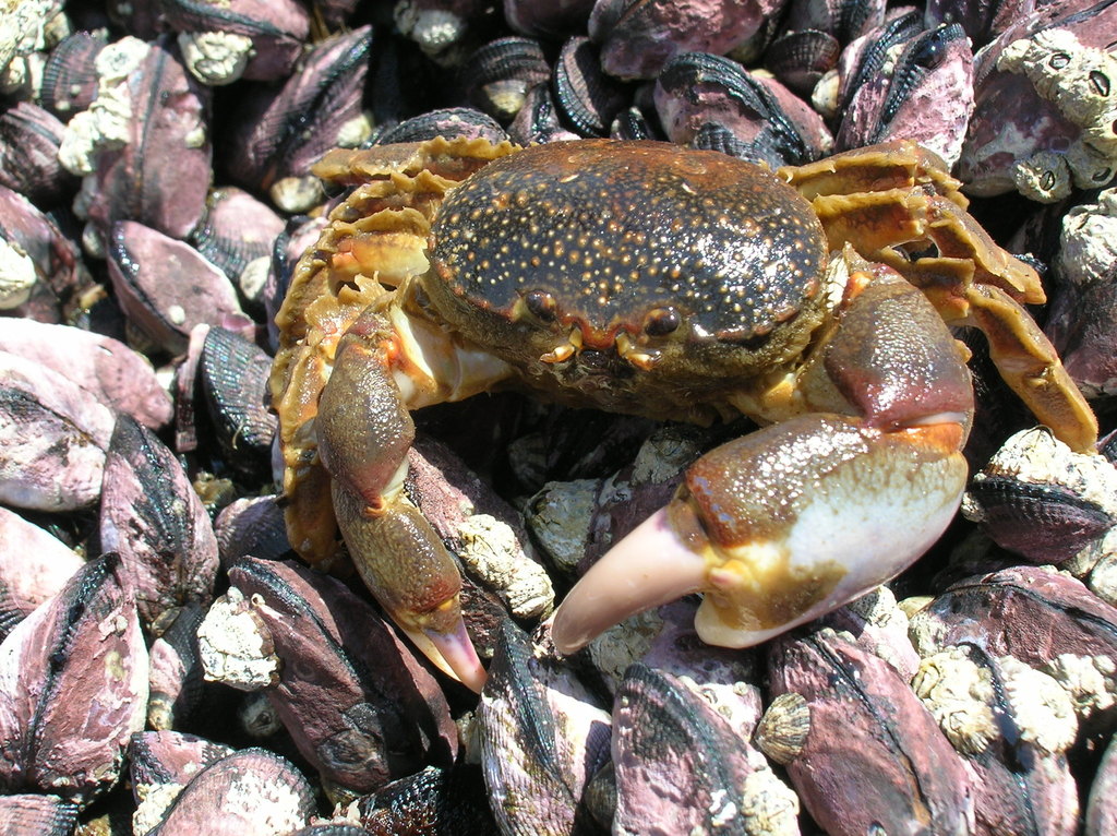 Bellioidea