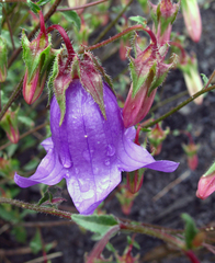Campanula kolenatiana