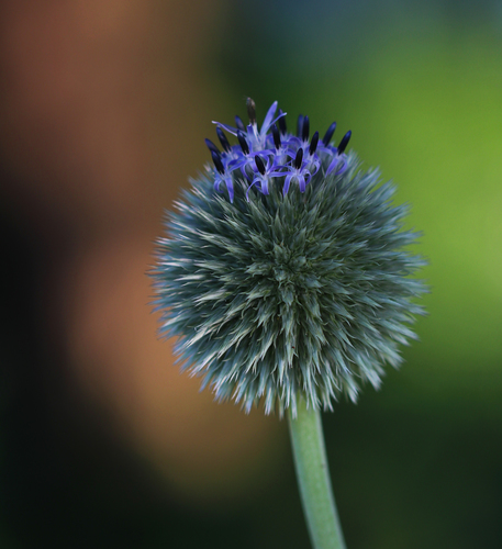 Echinops sphaerocephalus