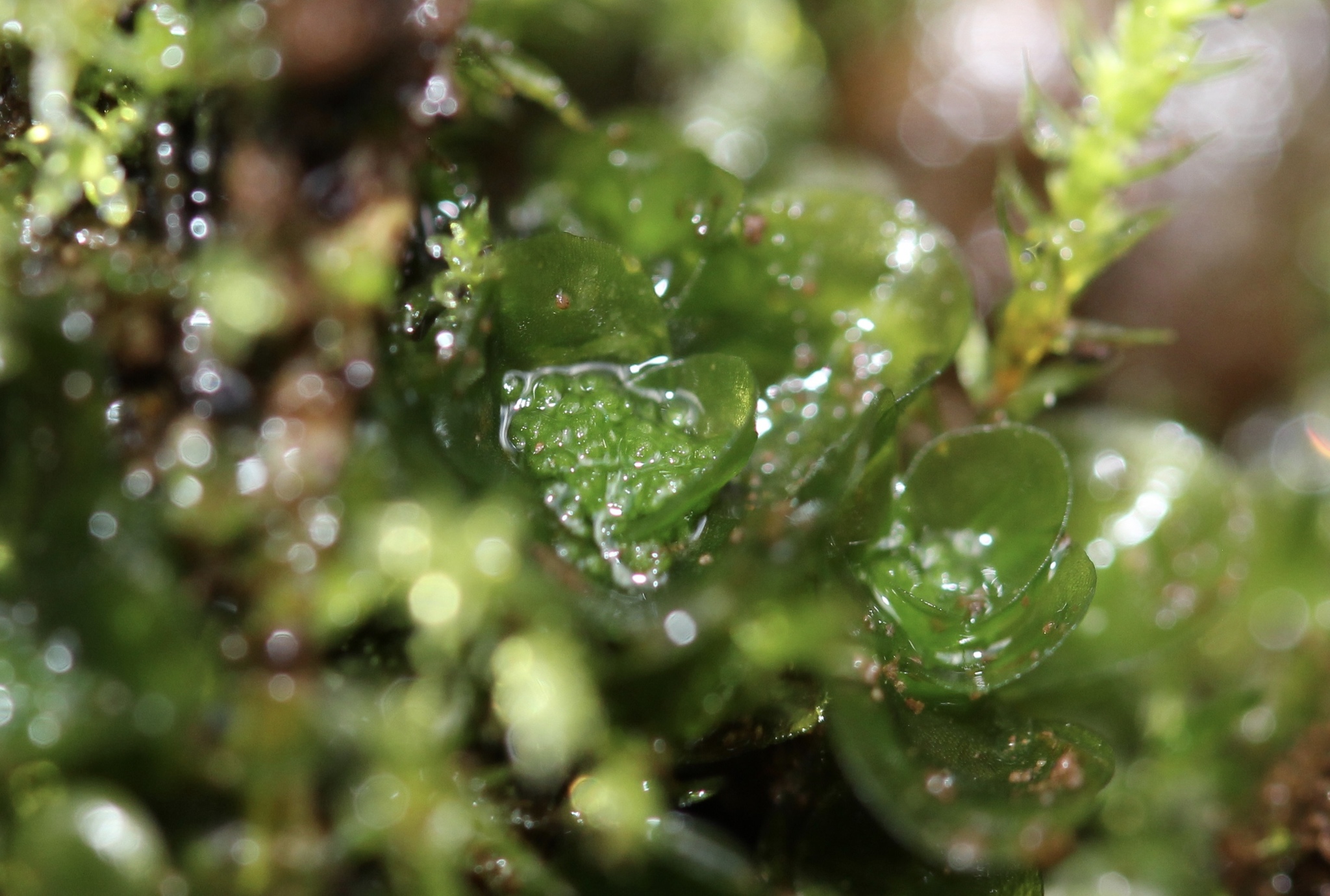 Oedipodiaceae