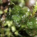 Oedipodium griffithianum - Photo (c) Emma Harrower, μερικά δικαιώματα διατηρούνται (CC BY-NC), uploaded by Emma Harrower