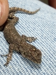 Sceloporus grammicus