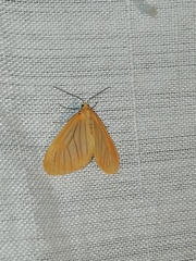 Eubaphe