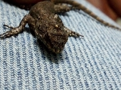 Sceloporus grammicus