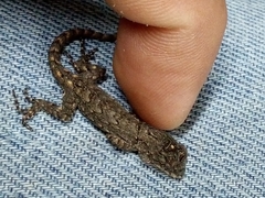 Sceloporus grammicus