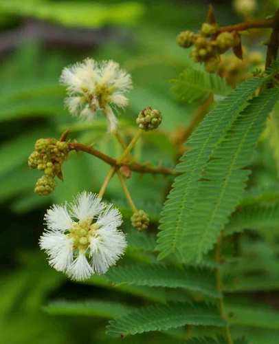 Small-Leaved Thorn (Senegalia adenocalyx)
