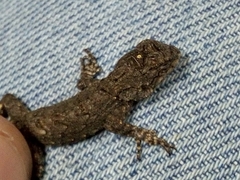 Sceloporus grammicus