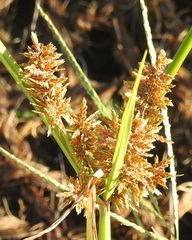 Cyperus flavicomus