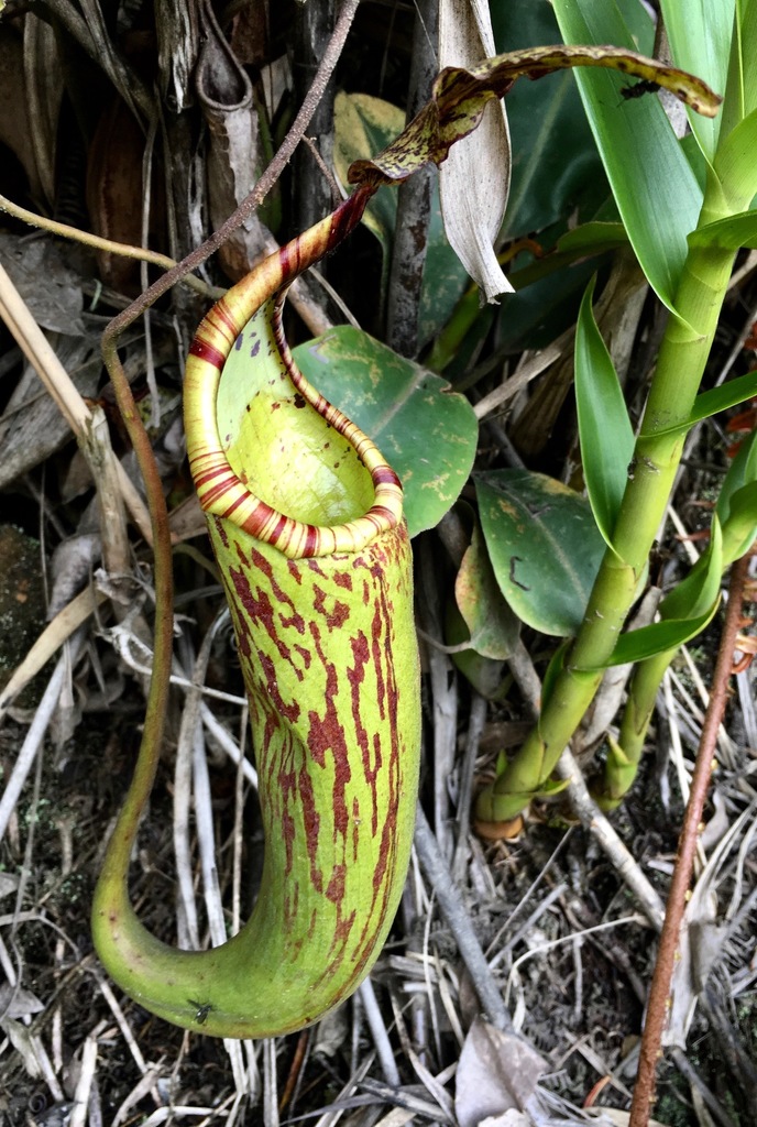 Nepenthes dactylifera A.S.Rob., Golos, S.McPherson & Barer
