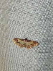 Idaea basinta