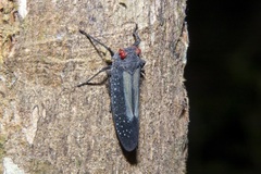 Lystra lanata