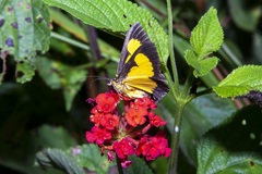 Xanthyris flaveolata