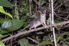 Didelphinae