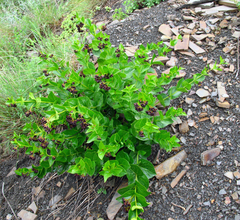 Vincetoxicum funebre