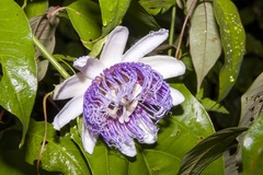 Passiflora nitida
