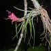 Tillandsia paraensis - Photo (c) dhfischer, some rights reserved (CC BY-NC), uploaded by dhfischer