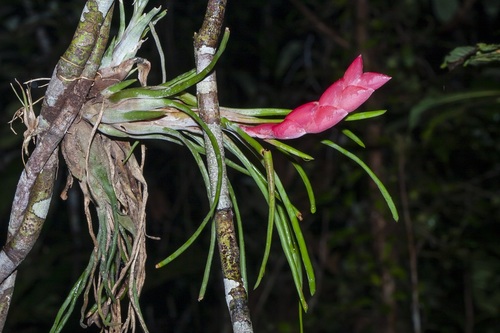 Tillandsia paraensis, photograph 4