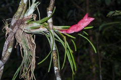 Tillandsia paraensis