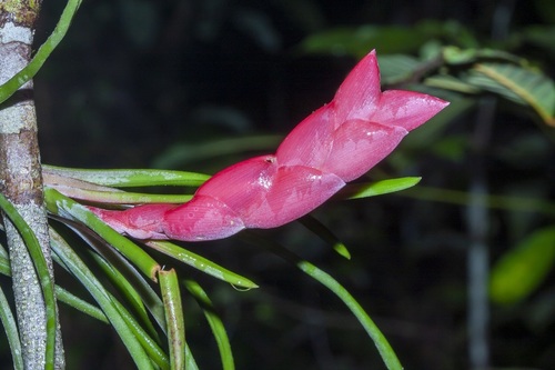 Tillandsia paraensis, photograph 5