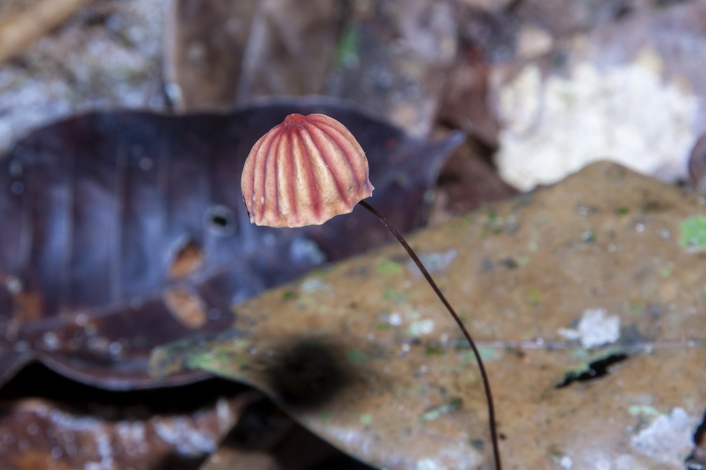 Marasmius tageticolor · January 2010 · photo: © dhfischer (iNaturalist, cc-by-sa)