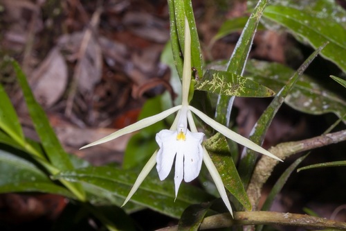 Epidendrum longicolle Lindl. 2