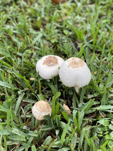 Chlorophyllum molybdites image