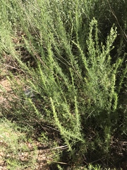 Artemisia carruthii