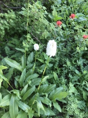 Bistorta bistortoides