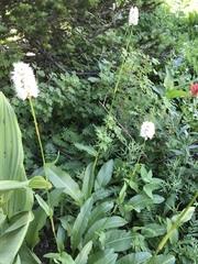 Bistorta bistortoides