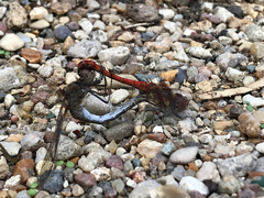 Sympetrum striolatum