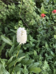 Bistorta bistortoides