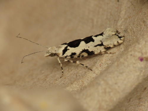 Ypsolopha sequella