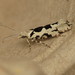 Pied Smudge - Photo (c) Donald Hobern, some rights reserved (CC BY)