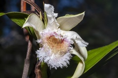 Sobralia fimbriata